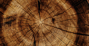 Détail d'un tronc d'arbre, illustrant la beauté naturelle et la complexité des essences de bois.