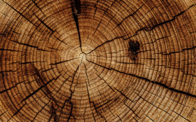 Quelle essence de bois ?